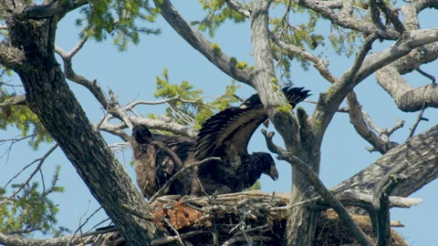 Bald eagle young in nest stretching wings at 9 weeks, 4k Stock-Footage 278756050