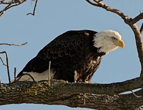 Bald eagle2 Stock Photos
