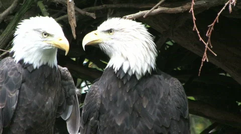 Bald Eagles 2 1008 Stock Footage 267730