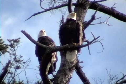 Bald Eagles 2 Stock Footage 80845