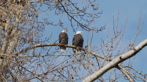 Bald eagles calling out rival pair Stock Footage 129331746