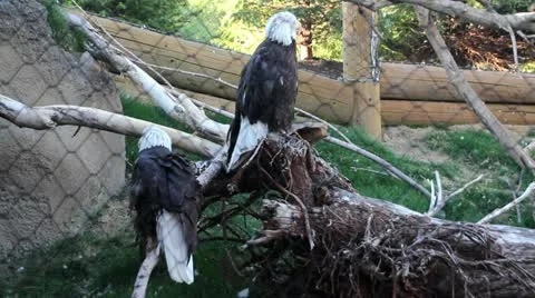 Bald Eagles in Captivity Stock Footage 11150299