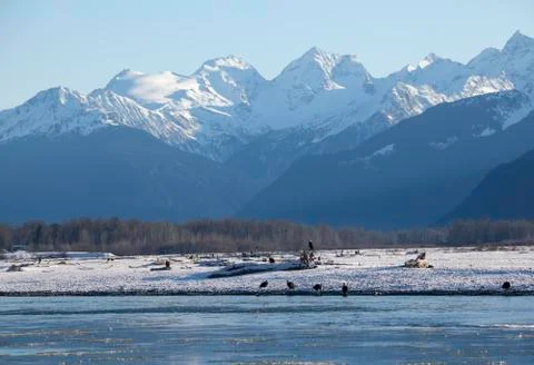 Bald Eagles by the Chilkat River Stock Photos