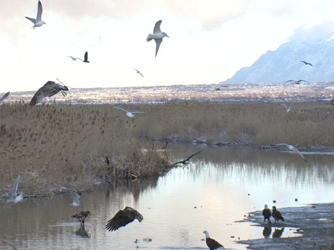 Bald Eagles Circle &amp; Land After Errant  Photographer Gets Back in His Vehicle Stock Footage 124561535