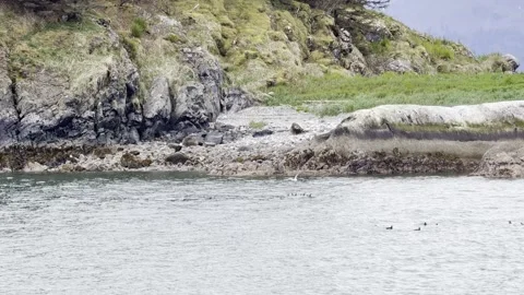 Bald eagles on a cobbled shore as seabirds drift on calm Glacier Bay water Stock Footage 336220730