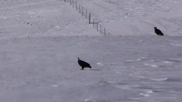 Bald Eagles on Cold Snow-covered Great Plains Grassland Prairie Ranchland Video stock 86128977