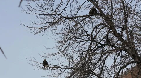 Bald Eagles in a Cottonwood Video stock 954337