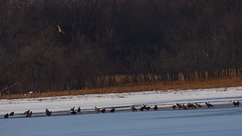 Bald eagles in the distance Stock Footage 128147487