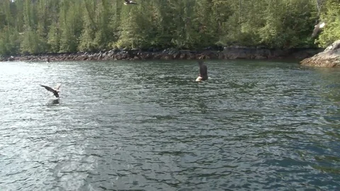 Bald Eagles diving for fish Stock Footage 85533246