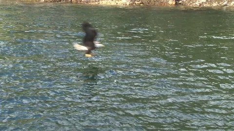 Bald Eagles diving for fish Stock Footage 85533299
