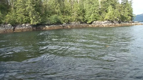 Bald Eagles diving for fish Stock Footage 85533303