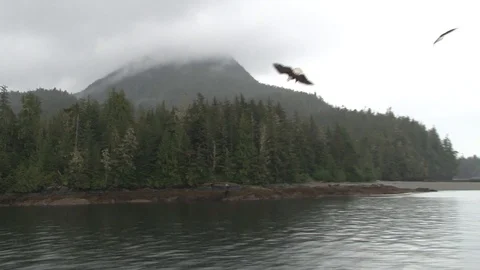 Bald Eagles diving for fish Stock Footage 85533308