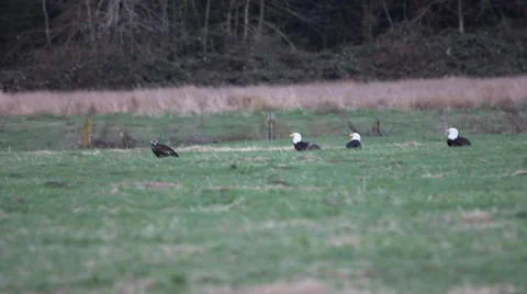 Bald Eagles Drinking Water in Field Vídeo Stock 37044377