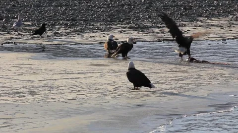 Bald Eagles Feeding on Salmon 2 Video stock 954358