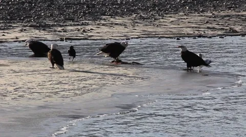Bald Eagles Feeding on Salmon Video stock 953292