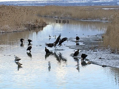 Bald Eagles Fight and Cry Out Loudly 스톡 동영상 124508786