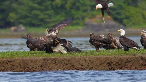 Bald eagles fight over dead carcass on a river bed, eagles fighting. Stock Footage 344088760