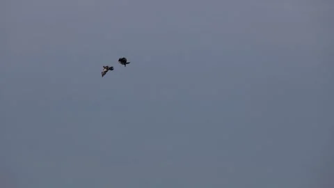Bald Eagles Fighting Stock Footage 181674732