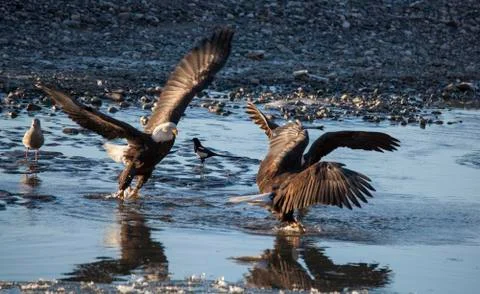 Bald eagles fighting over a fish Stock Photos