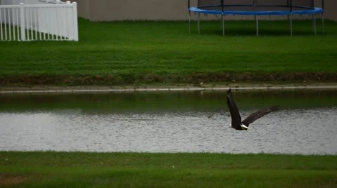 Bald eagles flies through Florida neighborhood, 4K Stock Footage 59105934