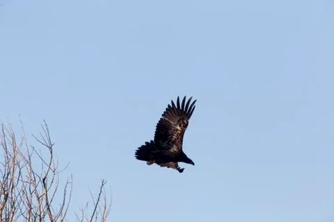 Bald Eagles in Flight 写真素材