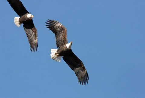 Bald Eagles in-flight Utah  Stock Photos