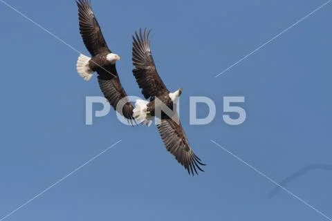 Bald Eagles in-flight Utah Stock Photos