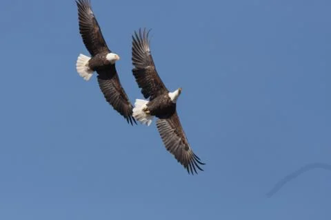 Bald Eagles in-flight Utah  Stock Photos
