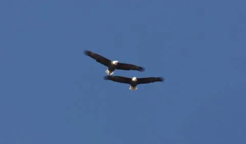 Bald Eagles in-flight Utah  Foto stock