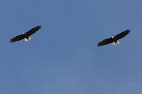 Bald Eagles in-flight Utah  Foto stock