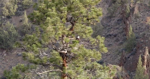 Bald Eagles fly away from empty nest Stock Footage 220875113