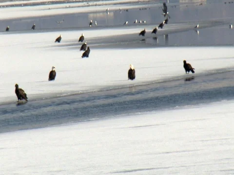 Bald Eagles Flying and on the ice at Farmington Bay WMA Stock Footage 124108718