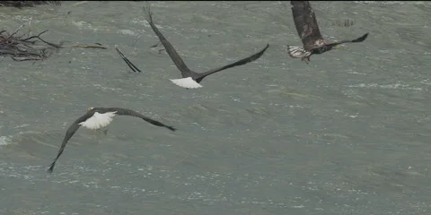 Bald eagles flying over lake, 2k Stock Footage 154521308