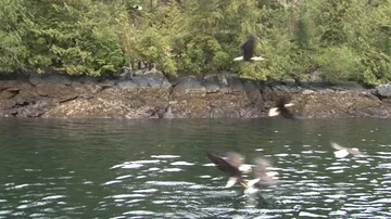 Bald eagles flying over water Stock Footage 85533290