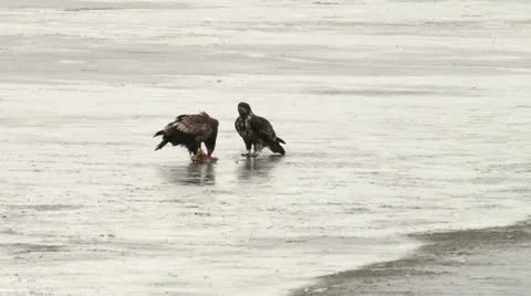 Bald Eagles Stock Footage 11524505