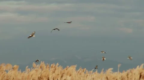 Bald Eagles Stock Footage 11528227