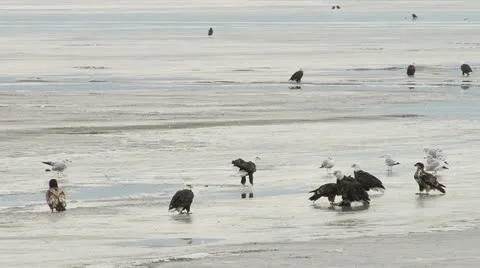 Bald Eagles Stock Footage 22305678