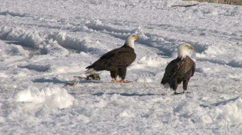 Bald Eagles Stock Footage 30468892