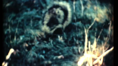 Bald eagles Stock Footage 36930403