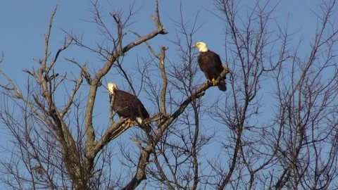 Bald Eagles Video stock 167424763