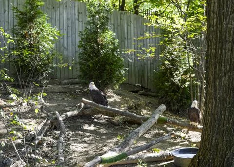 Bald eagles in forest enclosure Stock Photos