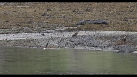 Bald Eagles Gathering and Taking Flight Along a Tidal Flat Stock Footage 337515560