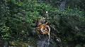 Bald eagles high on mountain tree P HD 7424 HD Footage