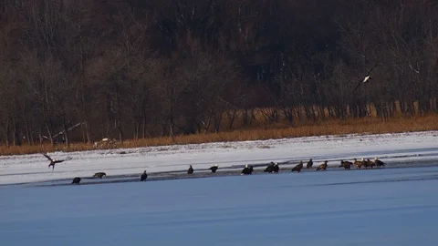 Bald eagles on ice Stock Footage 128148117