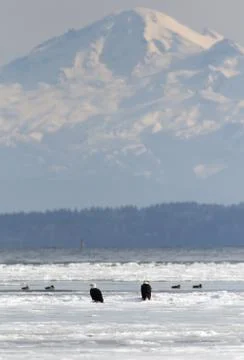Bald Eagles On Ice Stock Photos