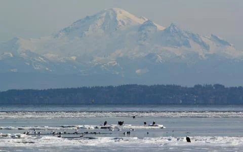 Bald Eagles On Ice Stock Photos