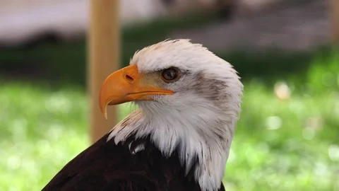 Bald eagle's intense gaze highlighting strength, freedom, and national pride Stock Footage 332597224