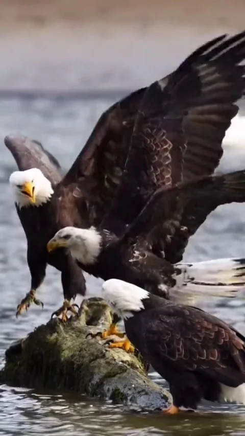 Bald eagles interacting and landing on a log by the river Video stock 341652667