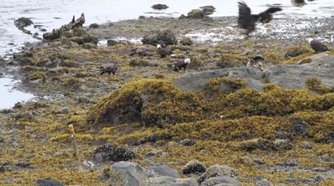 Bald eagles jockeying for food at low tide Stock Footage
