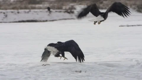 Bald Eagles Landing &amp; Flying on Snow Chilkat Eagle Preserve Alaska Slomo Stock-Footage 166177874